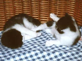 Katzenbabys Carine und Casimir beim spielen 
