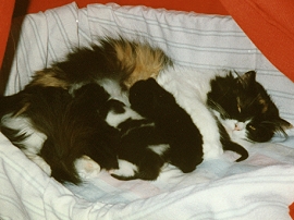 Penelope mit ihren Katzenbabys